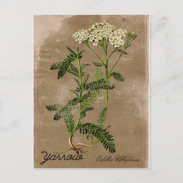Vintage Style Yarrow Postcard (Front)