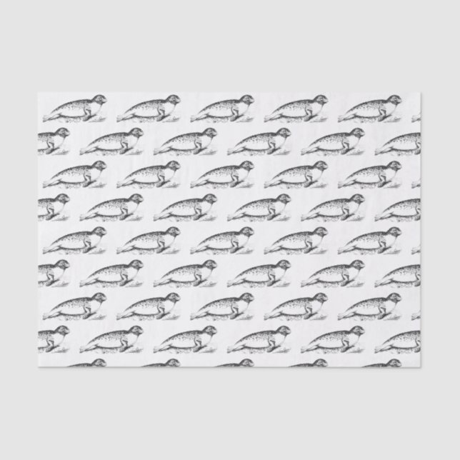 Vintage Stylised Spotted Seal Sea Lion Tissue Paper (Front)