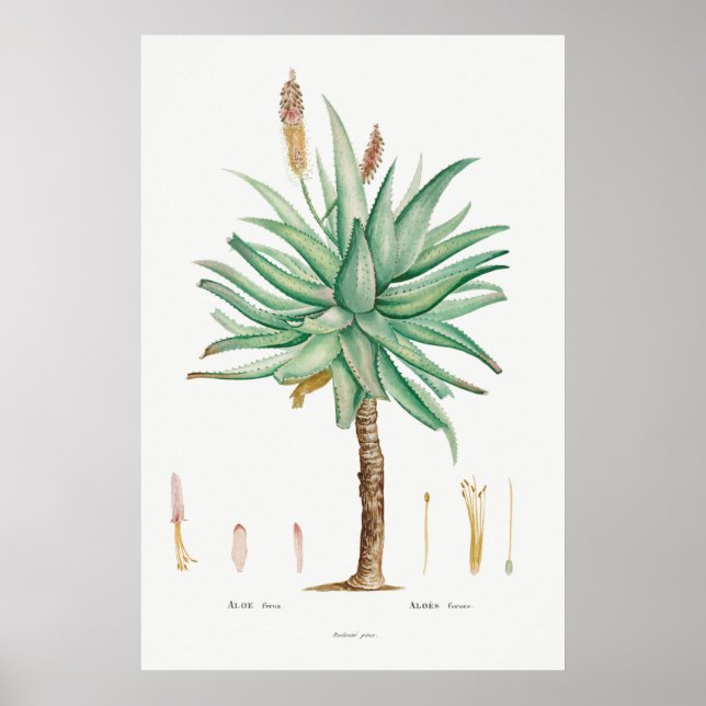 Vintage Succulent Illustration Poster (Front)