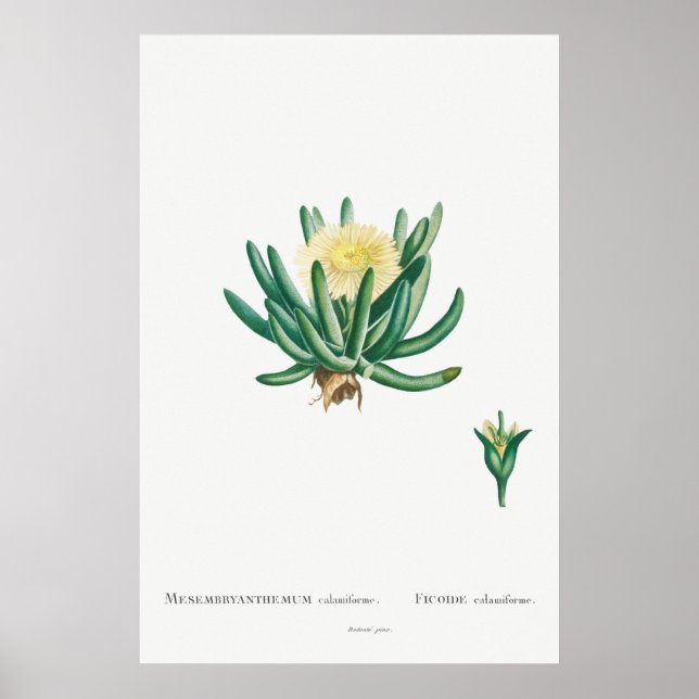 Vintage Succulent Illustration Poster (Front)