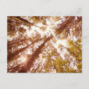 Vintage Summer trees Postcard