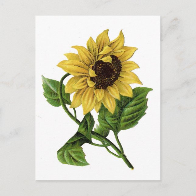 Vintage Sunflower Drawing Ceramic Postcard (Front)