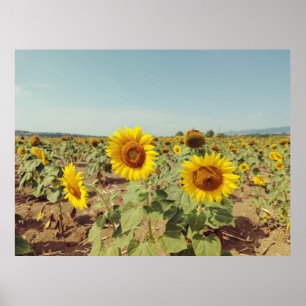Vintage sunflower field poster