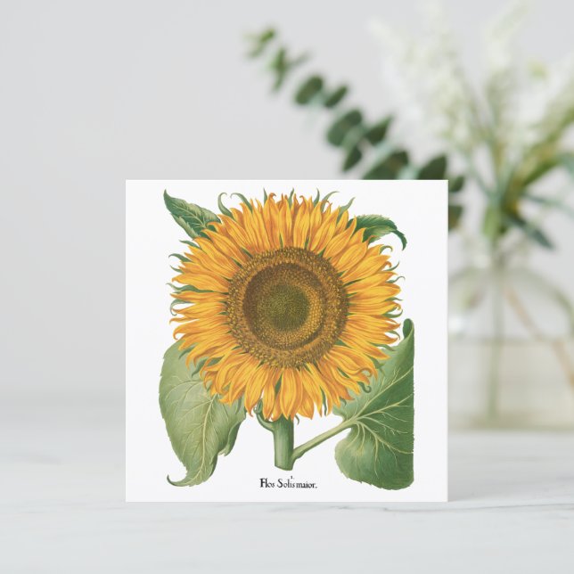 Vintage Sunflower Flower by Basilius Besler (Standing Front)