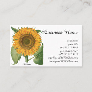 Vintage Sunflower Flower by Basilius Besler Business Card