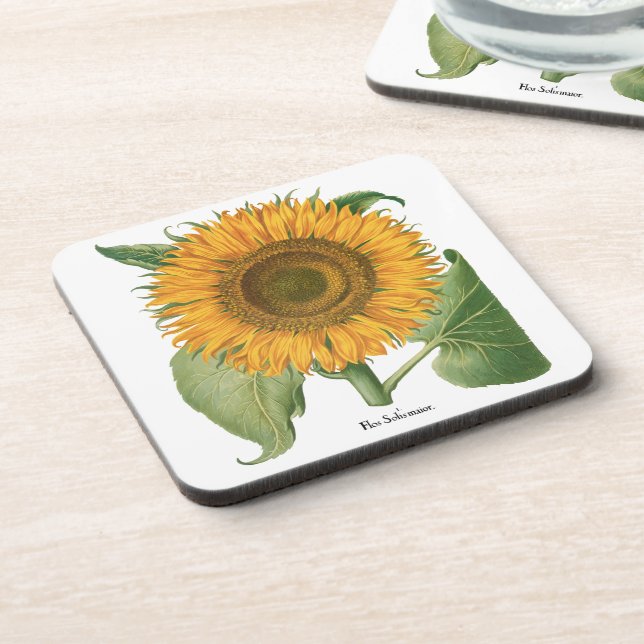 Vintage Sunflower Flower by Basilius Besler Coaster (Left Side)