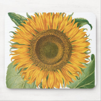 Vintage Sunflower Flower by Basilius Besler Mouse Pad