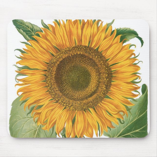 Vintage Sunflower Flower by Basilius Besler Mouse Pad (Front)