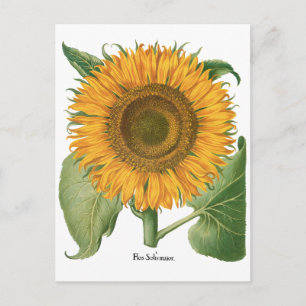 Vintage Sunflower Flower by Basilius Besler Postcard