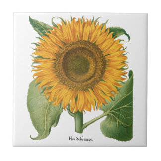 Vintage Sunflower Flower by Basilius Besler Tile