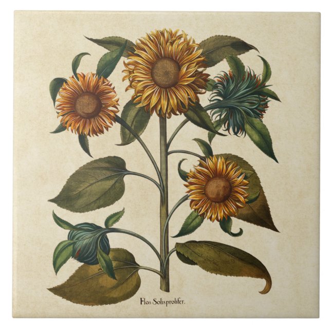 Vintage Sunflower Flower Print Tile (Front)