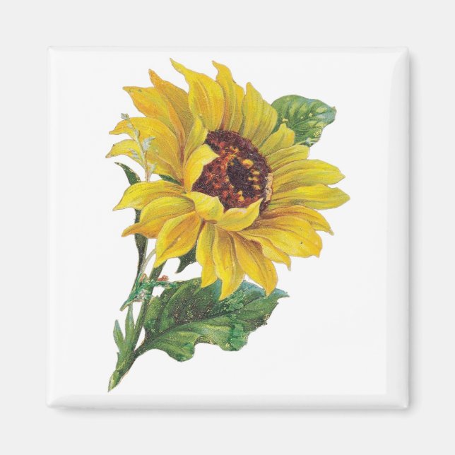 Vintage Sunflower Magnets (Front)