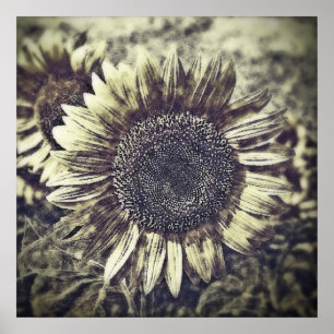 Vintage Sunflower painting artwork #3 - Posters