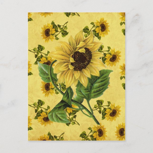 Vintage Sunflowers Postcard (Front)