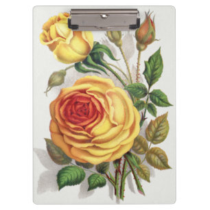 Vintage Sunset Rose Yellow & Orange Botanical Art Clipboard