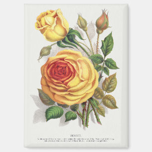 Vintage Sunset Rose Yellow & Orange Botanical Art Magnet