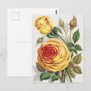 Vintage Sunset Rose Yellow & Orange Botanical Art Postcard