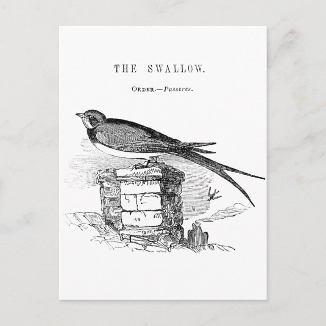 Vintage swallow bird postcard (Front)