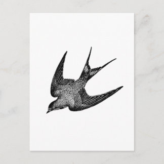 Vintage Swallow Illustration - 1800's Antique Bird Postcard