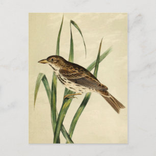 Vintage Swamp Swallow Postcard