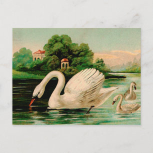 Vintage Swan in the Lake Postcard