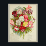 Vintage Sweet Pea Flower Bouquet Seeds Catalogue Postcard<br><div class="desc">Anyone would love to receive this vintage postcard featuring a retro illustration for a sweet pea bouquet flower seed company catalogue!</div>