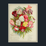 Vintage Sweet Pea Flower Bouquet Seeds Catalogue Postcard<br><div class="desc">Anyone would love to receive this vintage postcard featuring a retro illustration for a sweet pea bouquet flower seed company catalogue!</div>