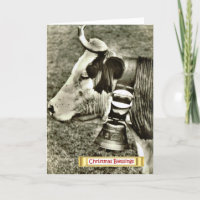 Vintage Switzerland, cow with a cow bell