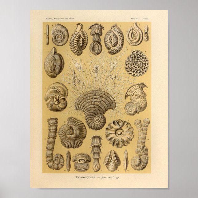 Vintage Talamophora Colour Ernst Haeckel Print (Front)