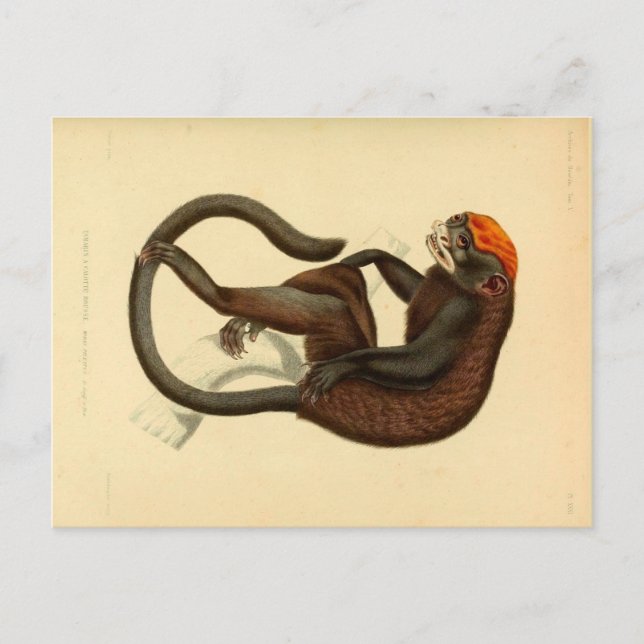 Vintage Tamarin Monkey with Grin Postcard (Front)