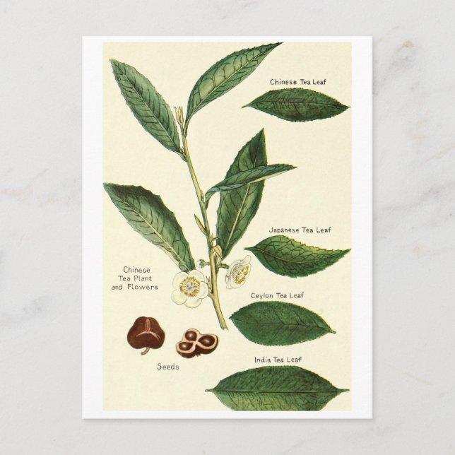 Vintage tea leaf illustration postcard recipe card (Front)