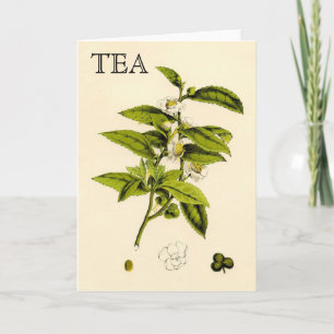 Vintage Tea Plant Card