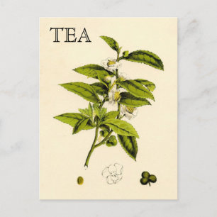 Vintage Tea Plant Postcard