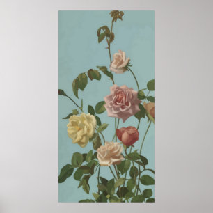 Vintage Tea Rose and Blush Roses Poster