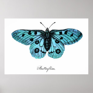 Vintage Teal Blue Butterfly Illustration - 1800's Poster
