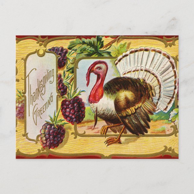 Vintage Thanksgiving Turkey and Blackberries  Holiday Postcard (Front)