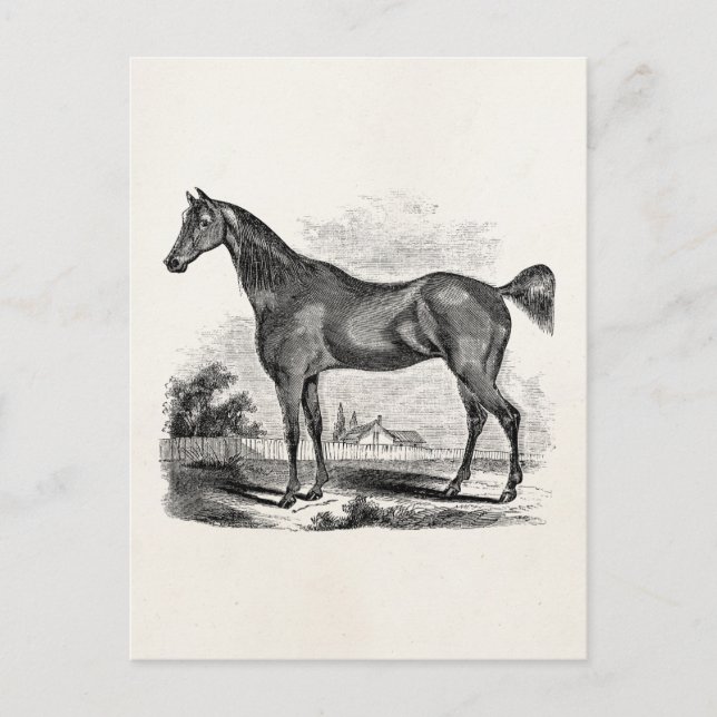 Vintage Thoroughbred Horse Equestrian Personalised Postcard (Front)