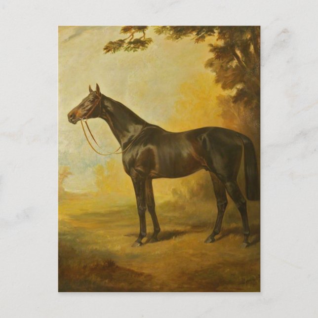 Vintage Thoroughbred Horse Postcard (Front)