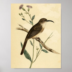 Vintage Thrush Bird Poster
