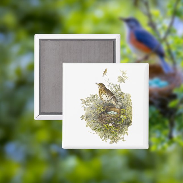 Vintage Thrush Guards Her Eggs  Magnet (Creator Uploaded)