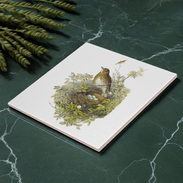 Vintage Thrush Guards Her Eggs  Tile (Creator Uploaded)
