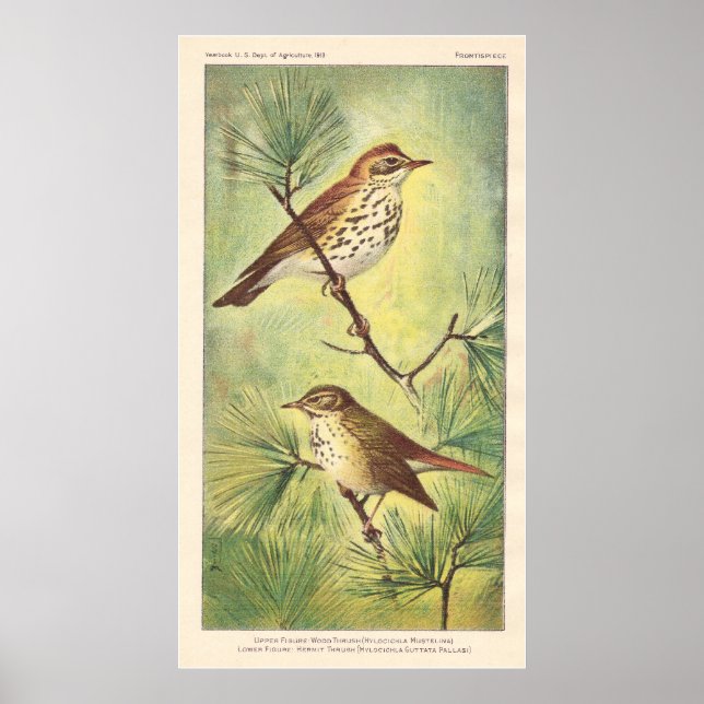 Vintage Thrush Poster (Front)