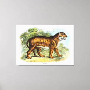 Vintage Tiger Animal Illustration Canvas Print