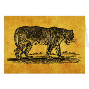 Vintage Tiger Illustration - 1800's Tigers African