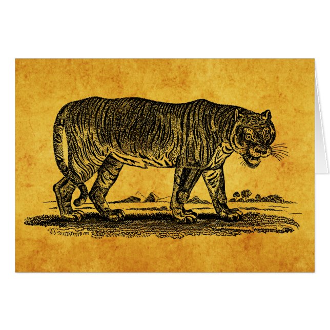 Vintage Tiger Illustration - 1800's Tigers African (Front Horizontal)