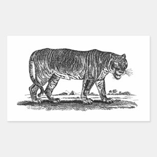 Vintage Tiger Illustration - 1800's Tigers African Rectangular Sticker