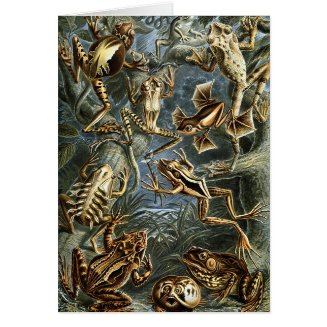 Vintage Toads and Frogs Batrachia by Ernst Haeckel (Front)