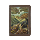 Vintage Tortoises and Sea Turtles by Ernst Haeckel