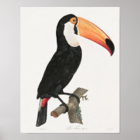 Vintage Toucan Illustration