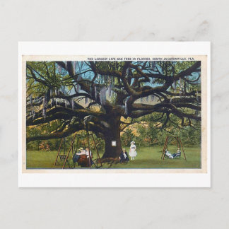 Vintage Treaty Oak Jacksonville Florida Postcard